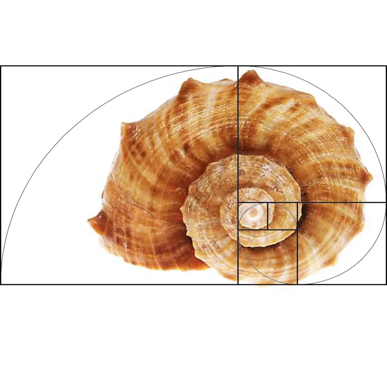 Golden Ratio, Fibonacci & Rule of Thirds Composition Tool Credit Card-Sized View Finder/Viewer for Photography, Painting, Drawing - Fits in Wallet or Camera Bag - Image 5